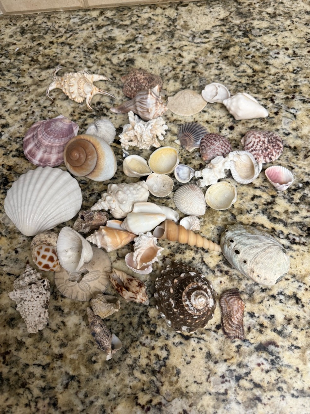 Mixed Natural Seashell Collection - Neutral Tones